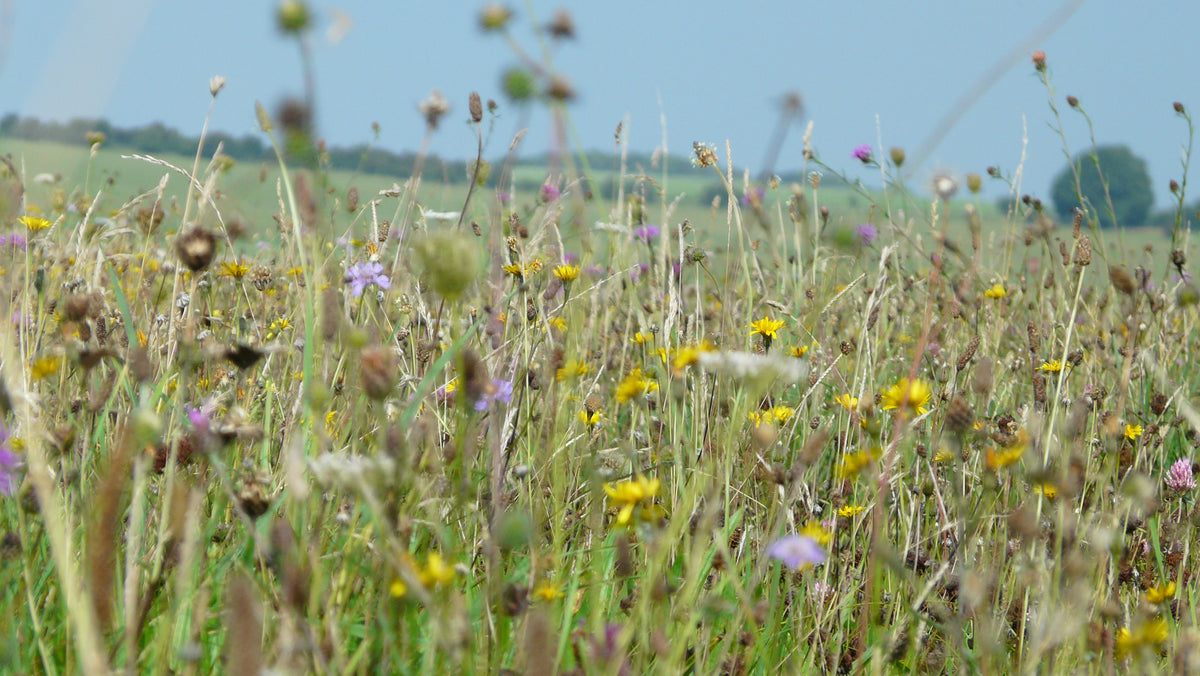 General British Wildflower Meadow Seeds