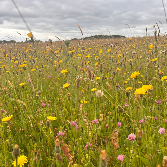 Wiltshire Calcareous Soils Meadow Seed Mix