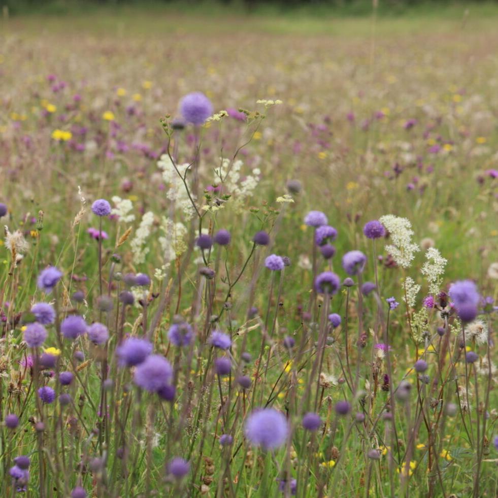 Cotswold Flood Plain Meadow Seed Mix