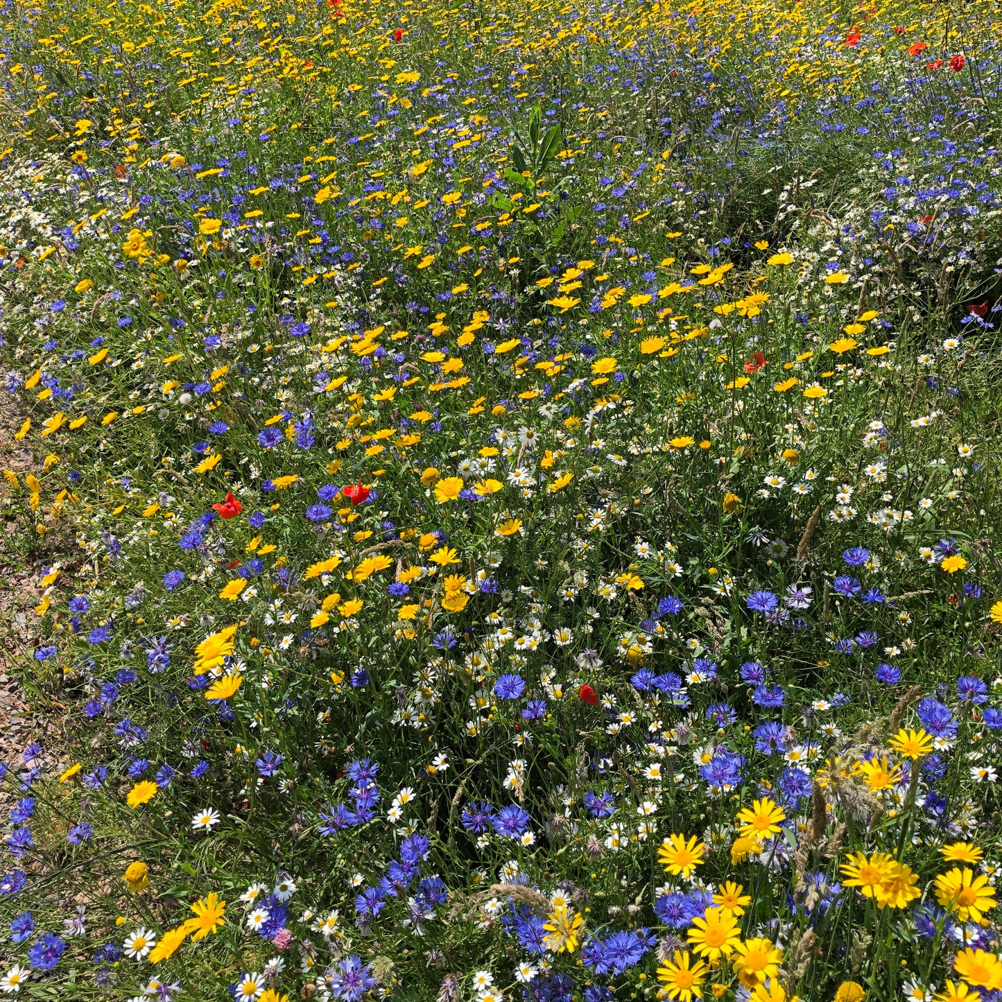 Bank of cornfield annuals in flower