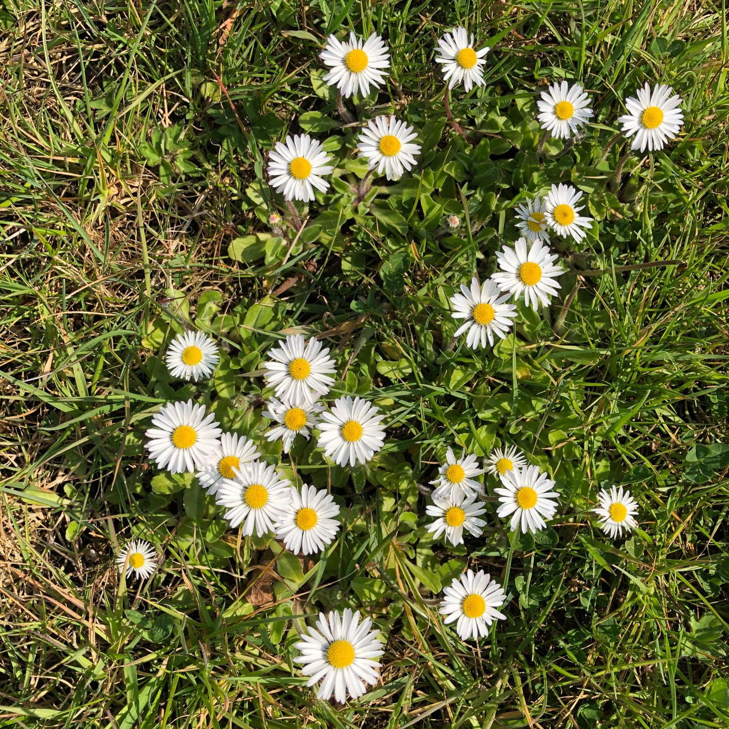 Flowering Lawn Seed Mix