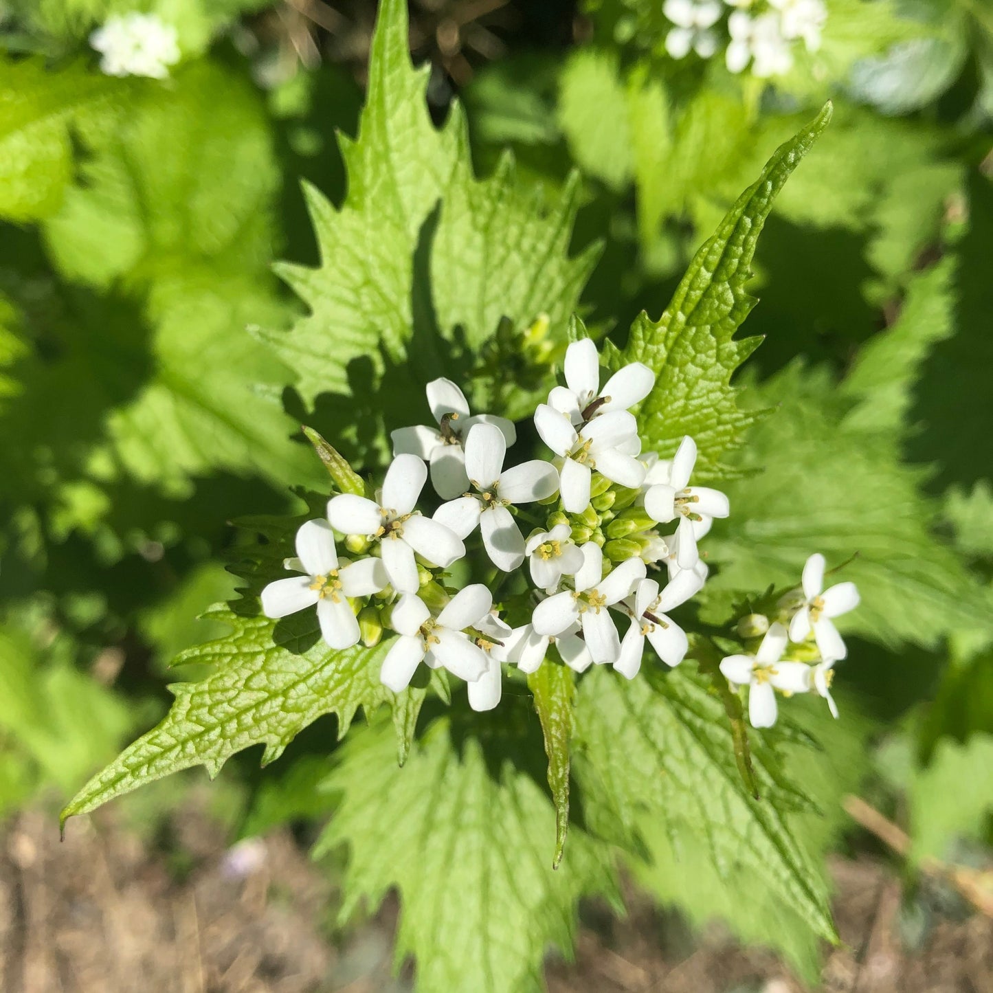 Garlic mustard in flower