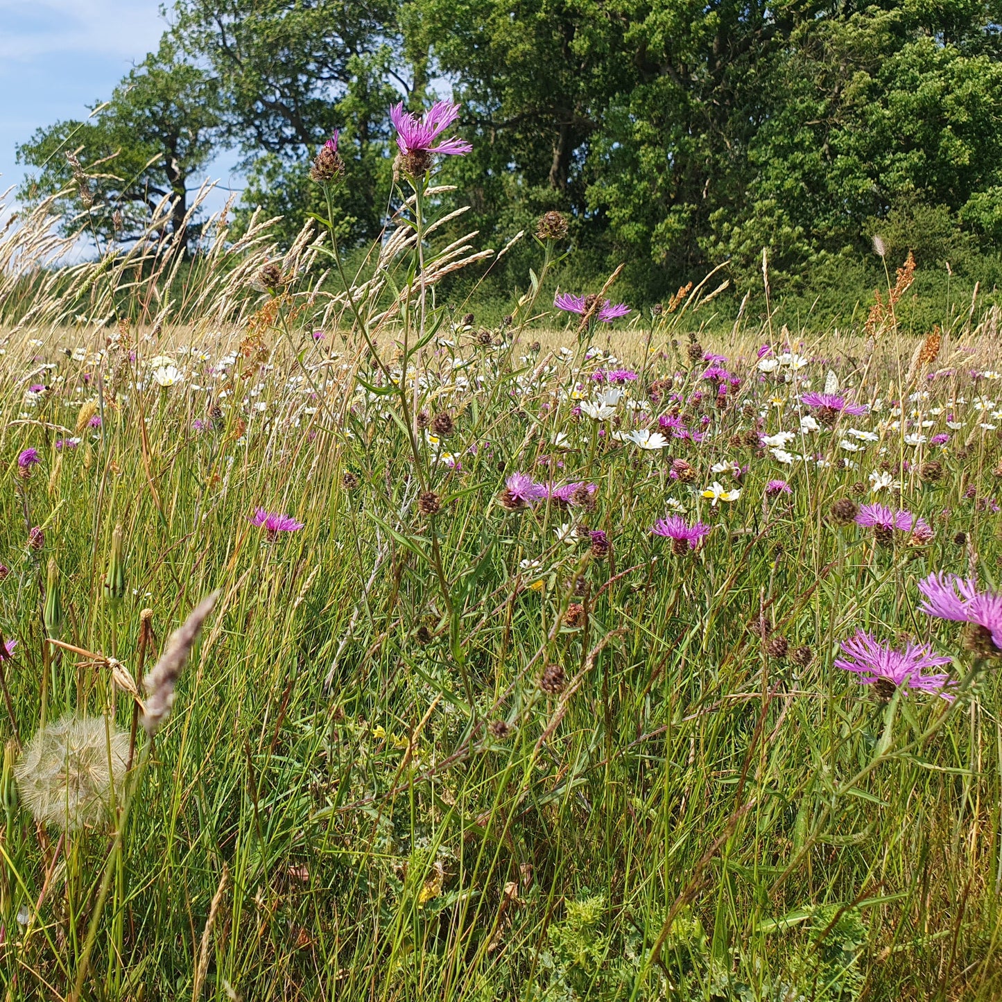 Wildflower meadow, Gloucestershire, late summer