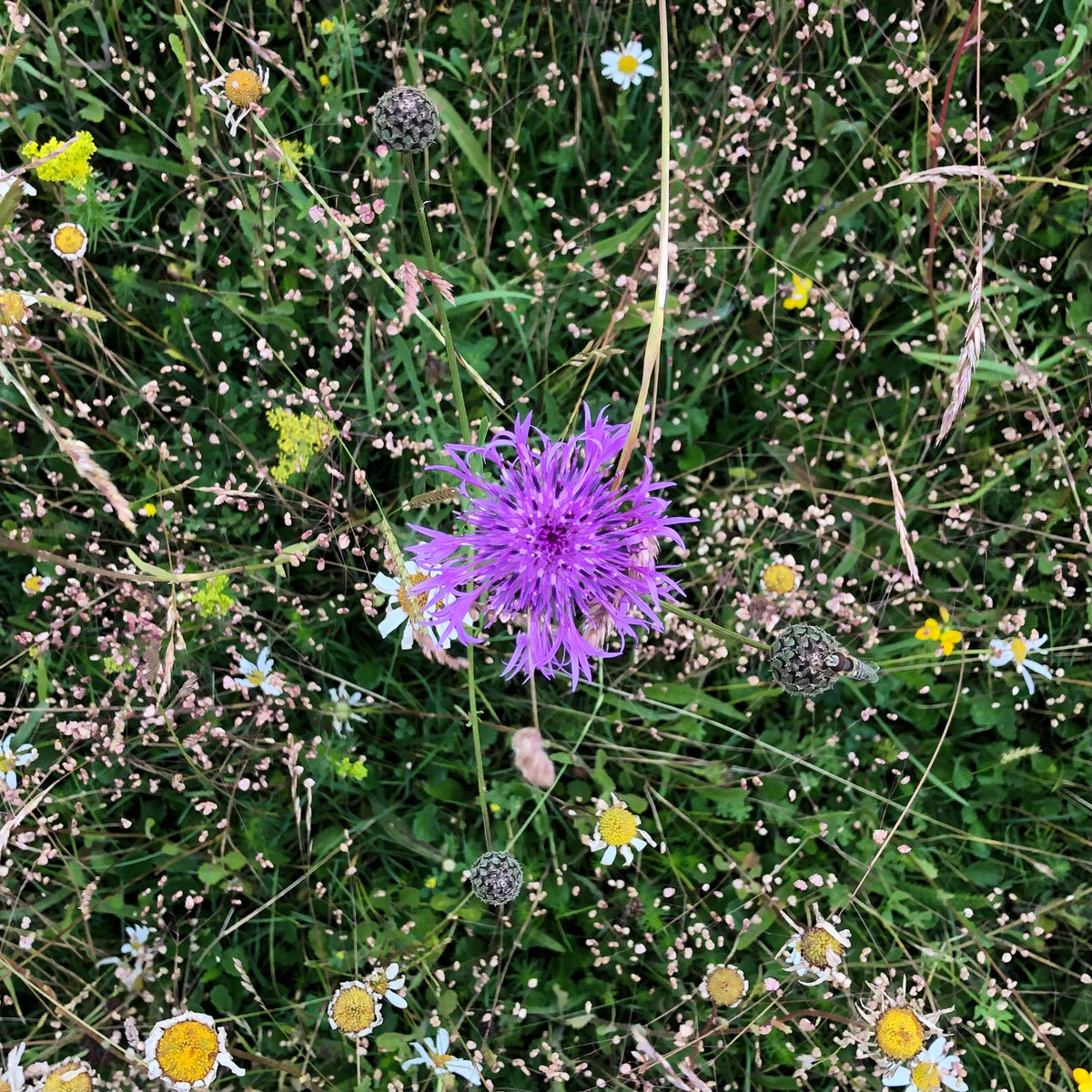 Berkshire Meadow Seed British Wildflower Seeds British Wildflower