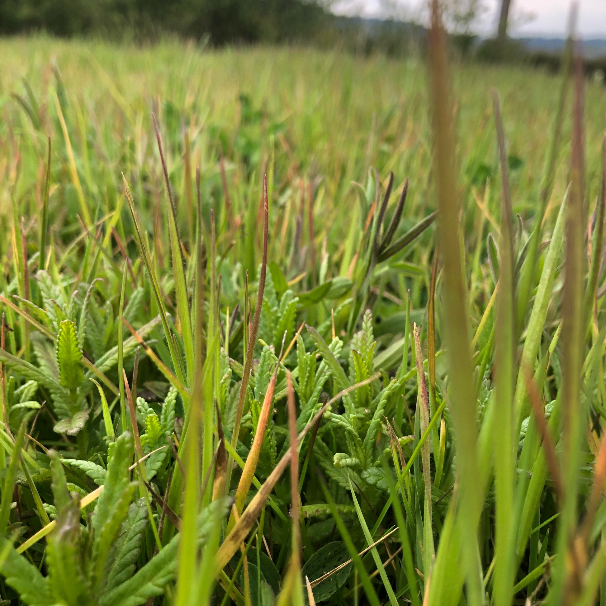 Yellow Rattle seedlings