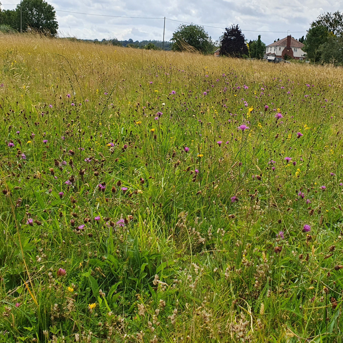 Worcestershire/Gloucestershire Meadow Seed British Wildflower Seeds