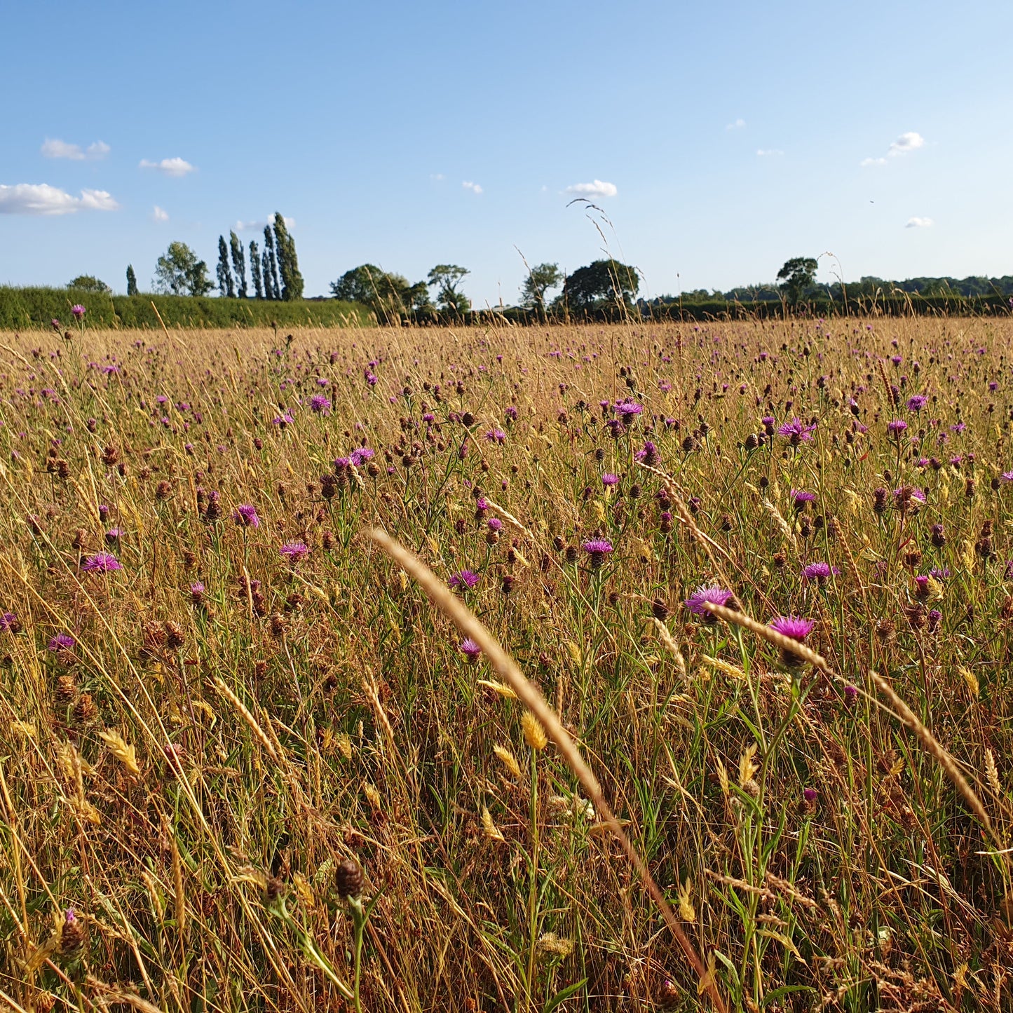 Wildflower meadow, Gloucestershire Worcestershire border, late summer.