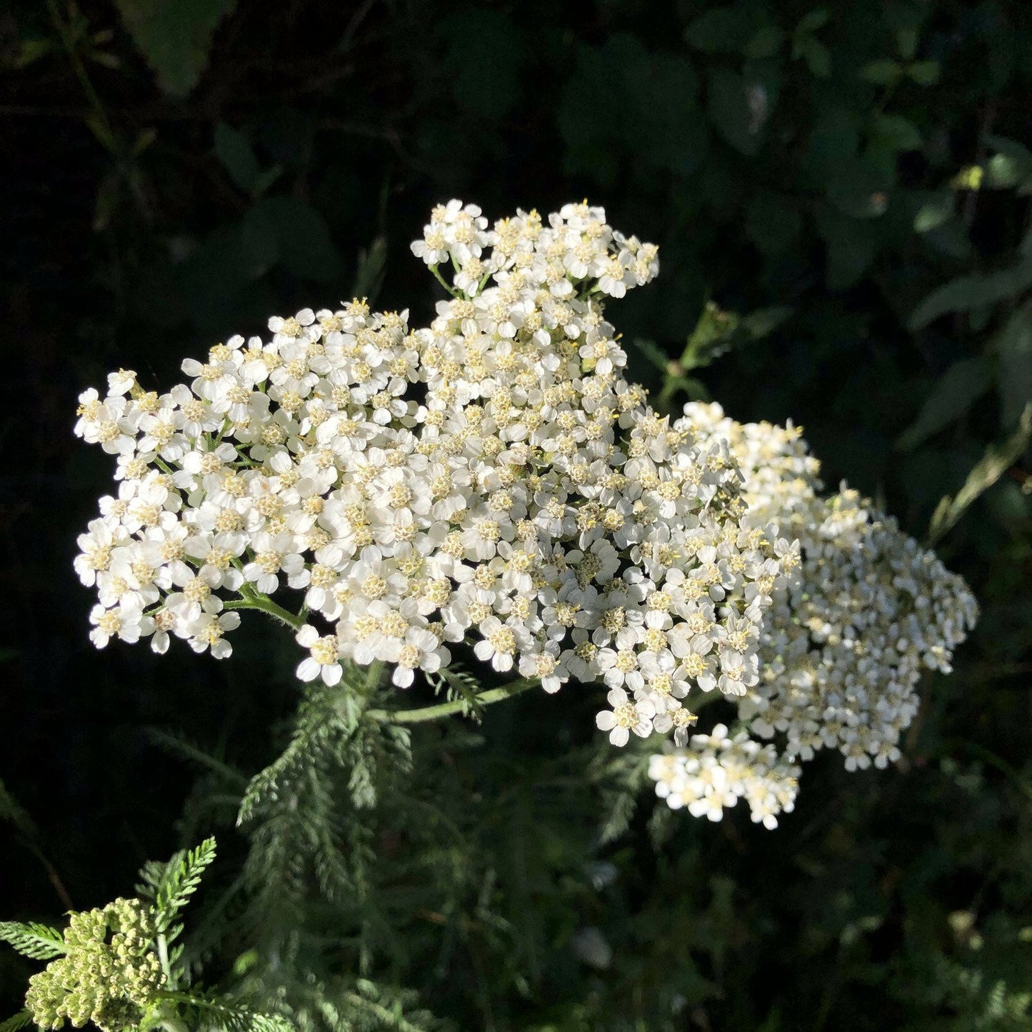 Hedgerow and Light Shade Seed Mix