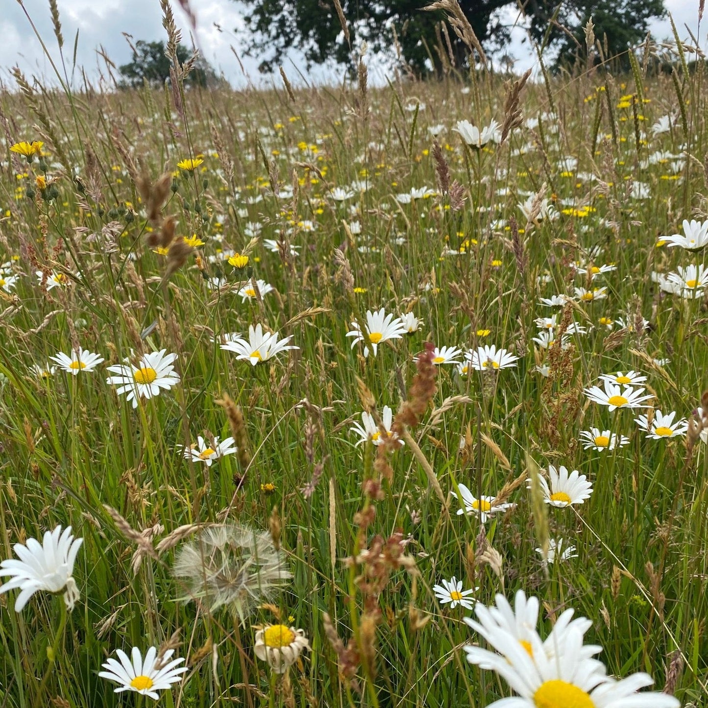 East Devon meadow
