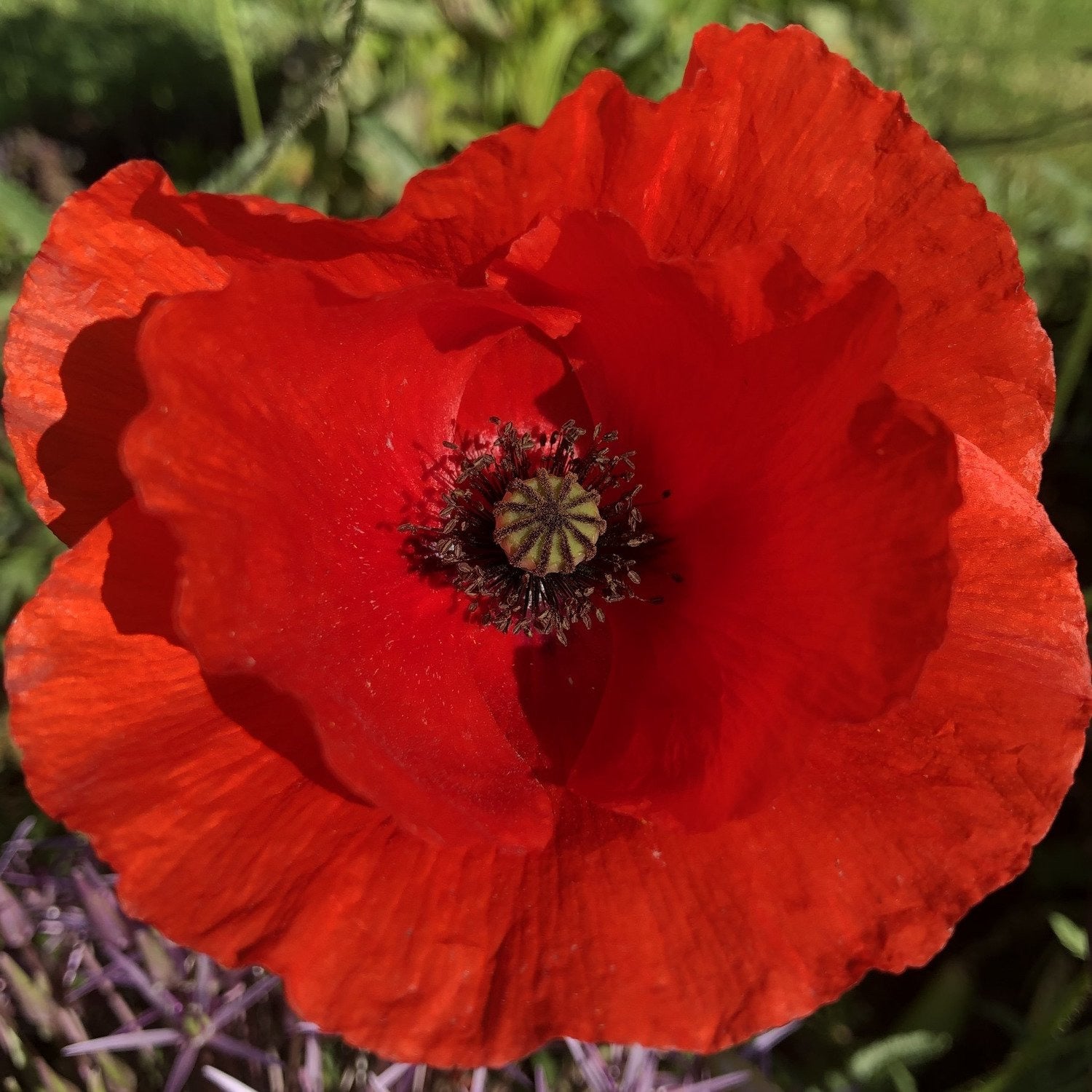 Field poppy: : Special meadow mix
