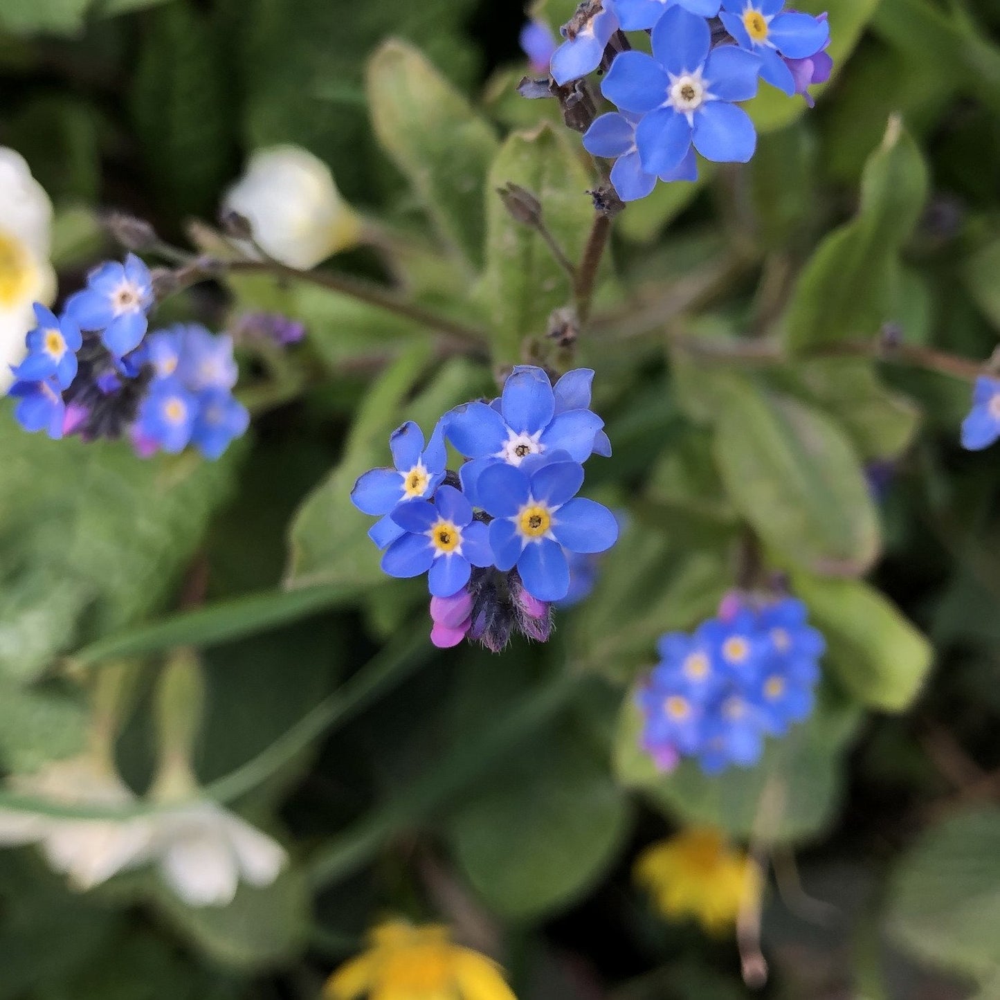 Bee Wildflower Seed Mix
