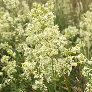 Hedge bedstraw: Special meadow mix