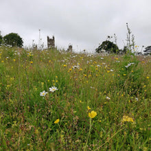 Load image into Gallery viewer, Highclere Meadow Seed Mix