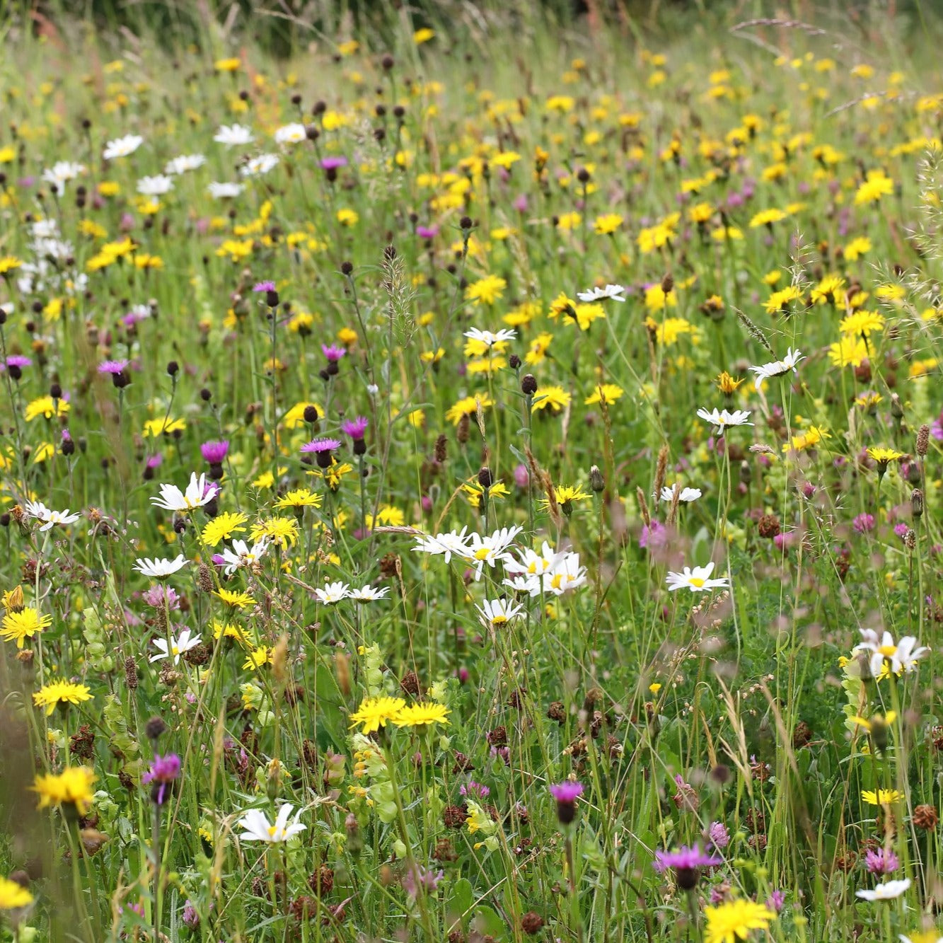 wildflower meadow seeds uk South Somerset Meadow Seed