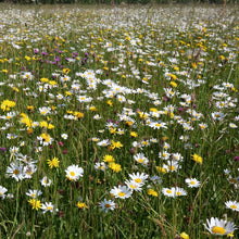 Load image into Gallery viewer, South Somerset meadow