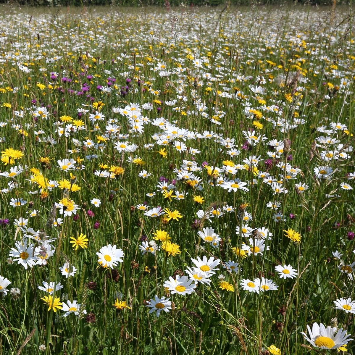 South Somerset Meadow Seed 