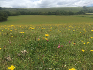 Dorset (Mid) Meadow Seed Mix - Organic