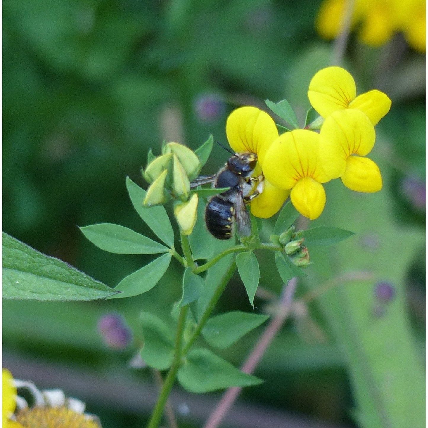 Bee wildflower seed mix: Wool carder bee