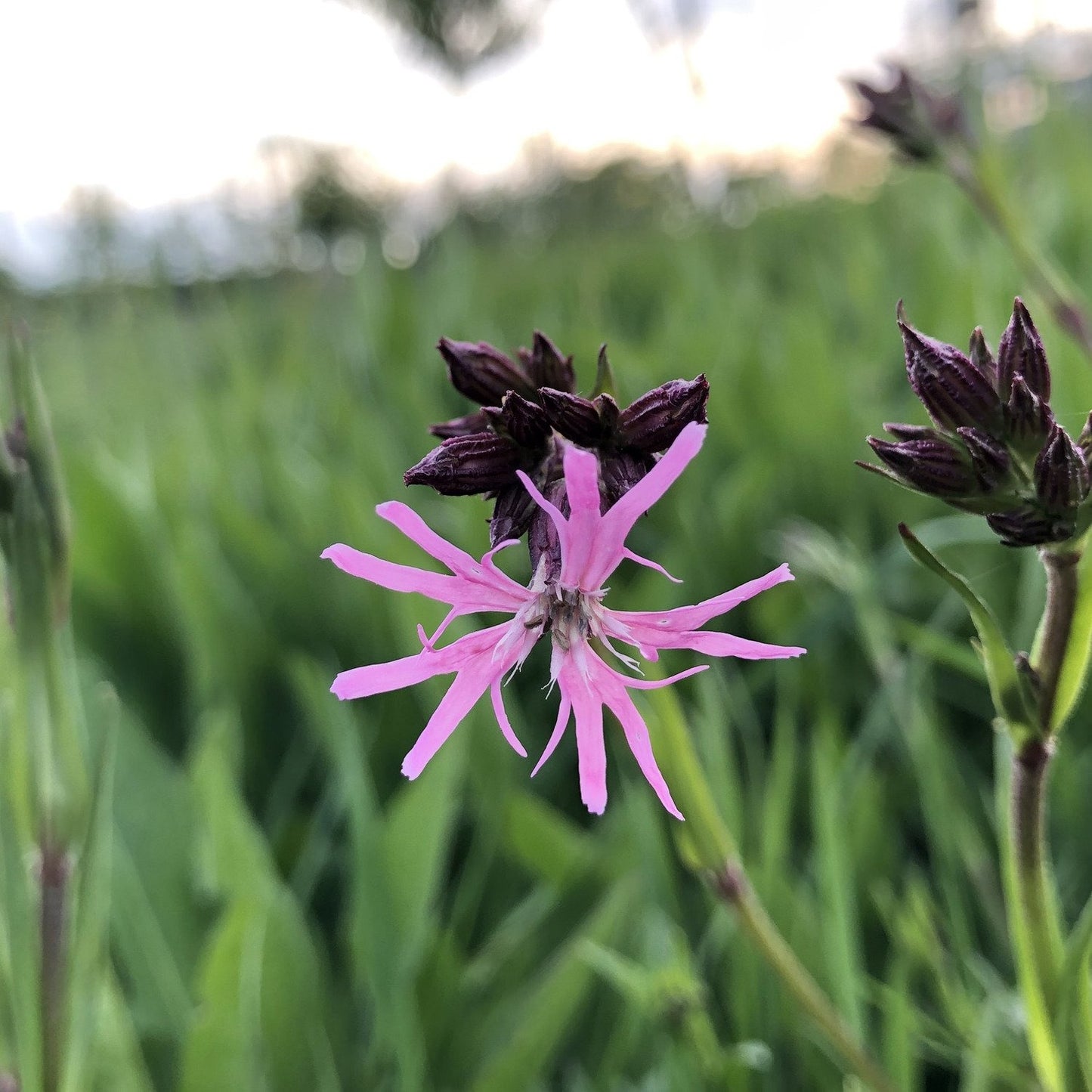 Bee Wildflower Seed Mix