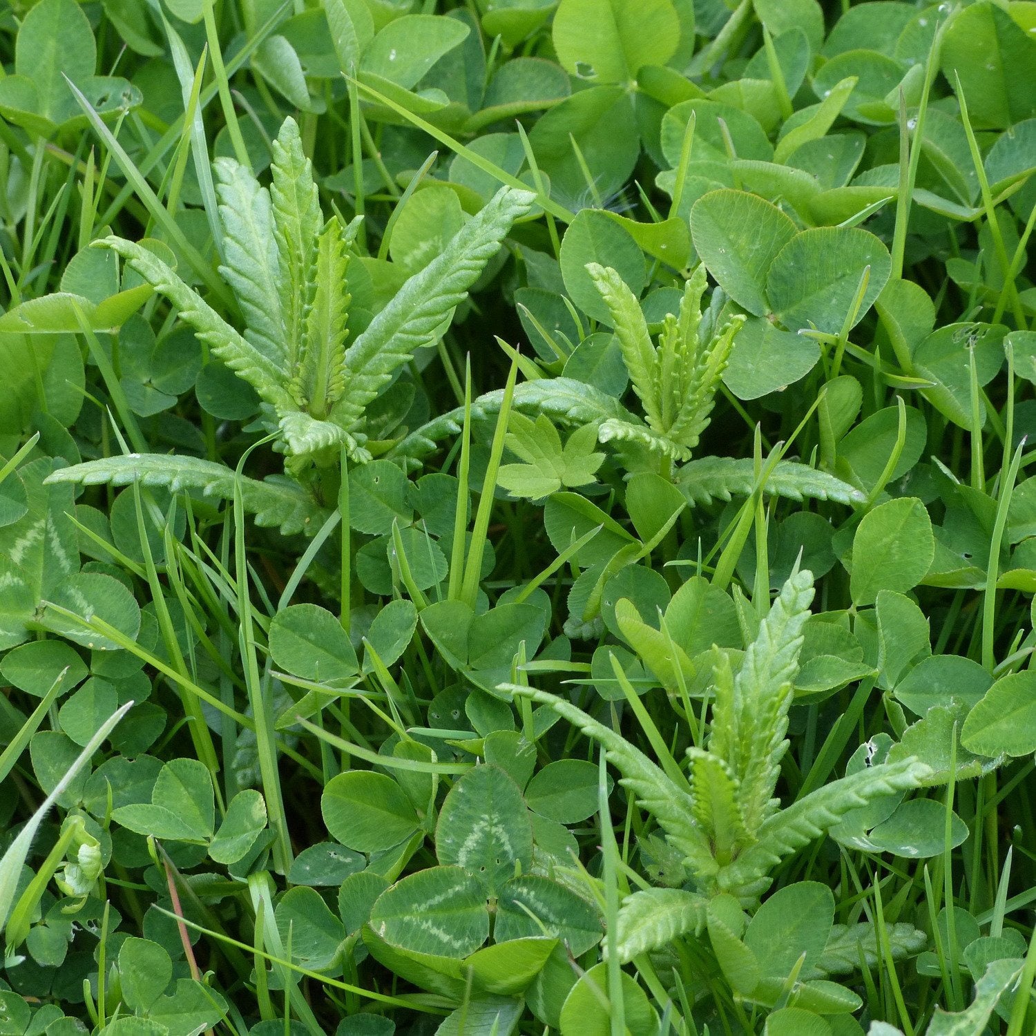 Yellow Rattle seedlings