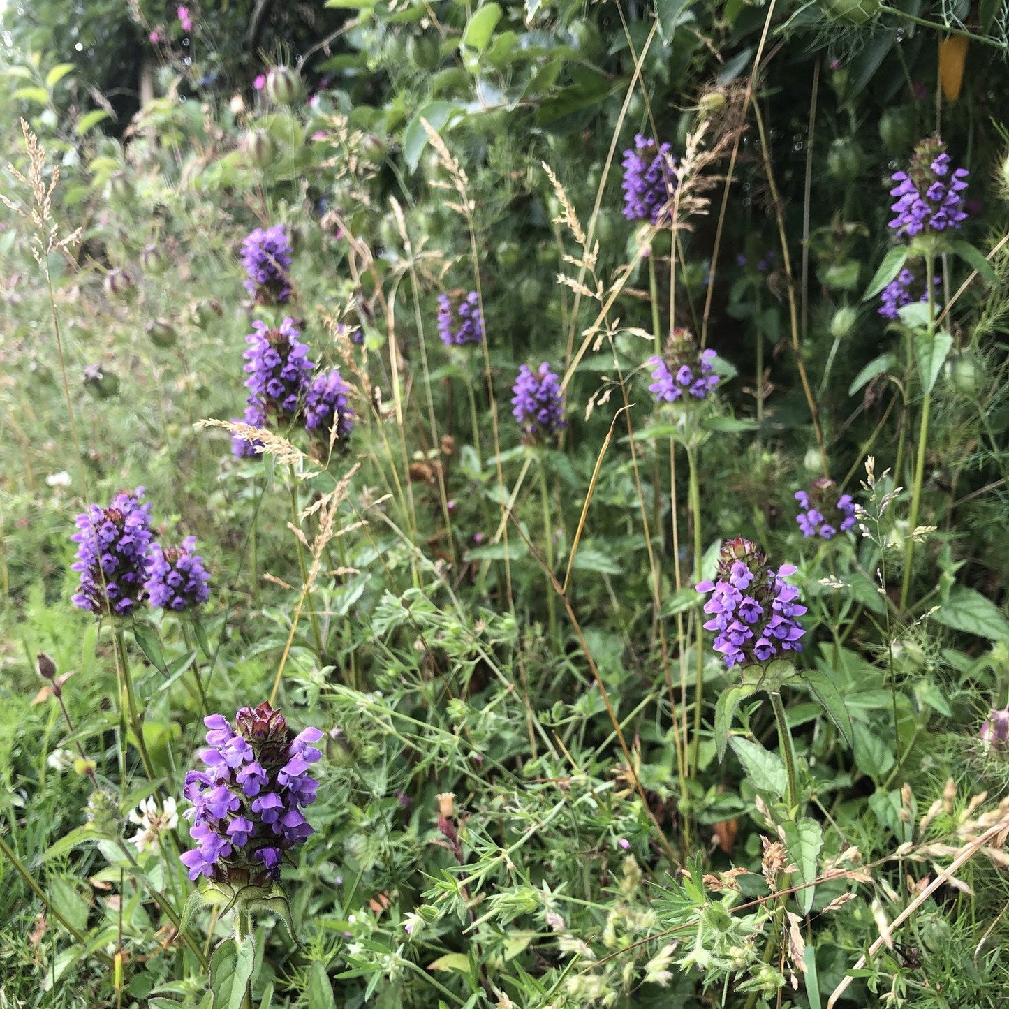 Hedgerow and Light Shade Seed Mix