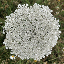 Load image into Gallery viewer, Wild carrot: Special meadow mix