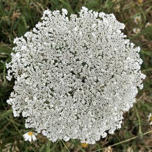 Wild carrot: Special meadow mix