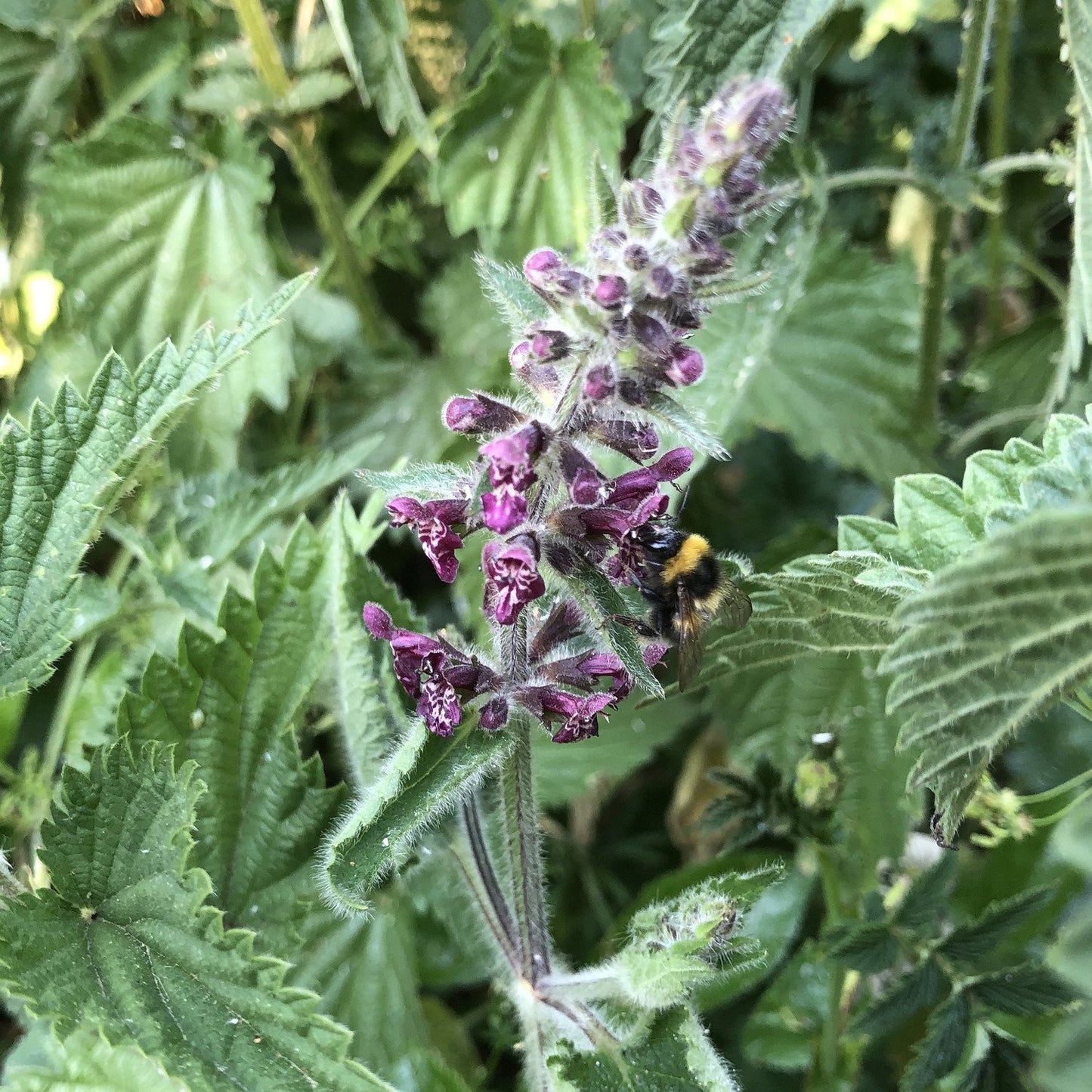 Hedge woundwort