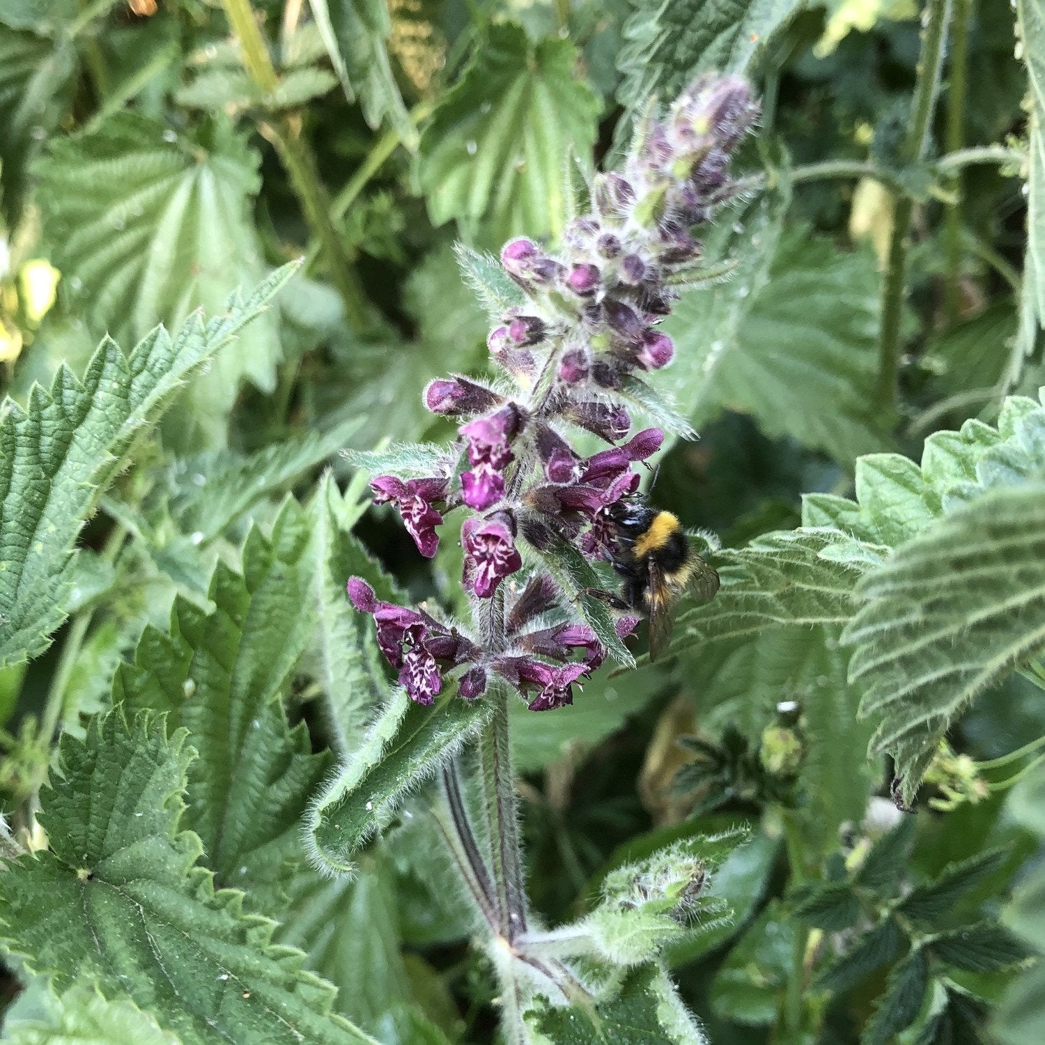 Hedge woundwort