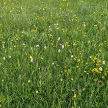Load image into Gallery viewer, West Dorset meadow