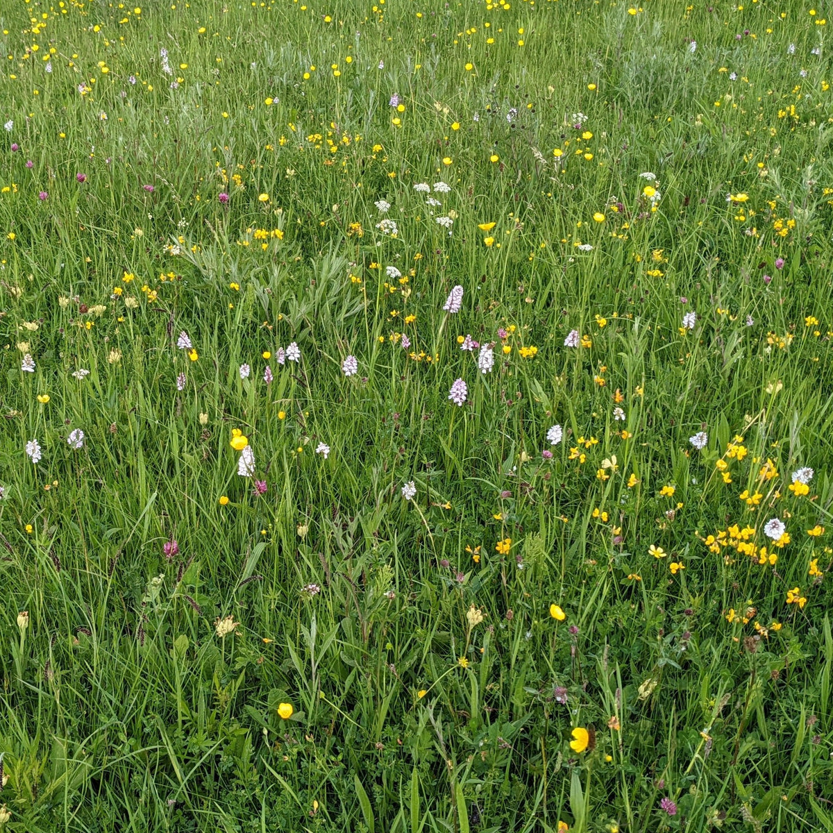 Dorset/Somerset Meadow Seed Mix British Wildflower Seeds British