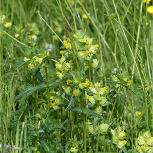 Yellow Rattle: Special meadow mix