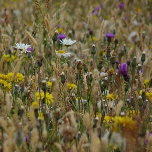 uk wildflower seed mix Devon Meadow Seed | Packets