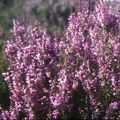 wildflower seeds scotland Highland Meadow Seed | Packets