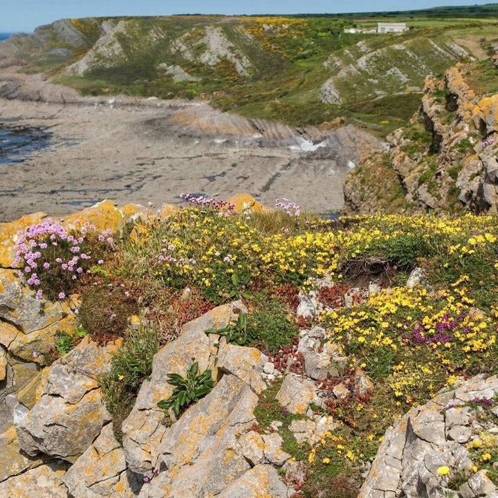 coastal wildflower seeds Coastal Seed Mix | Packets