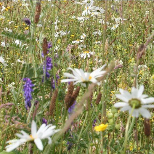 wildflower seeds scotland Scottish Lowland Meadow Seed Mix