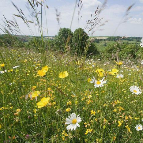 uk wildflower seed mix Somerset Meadow Seed | Packets