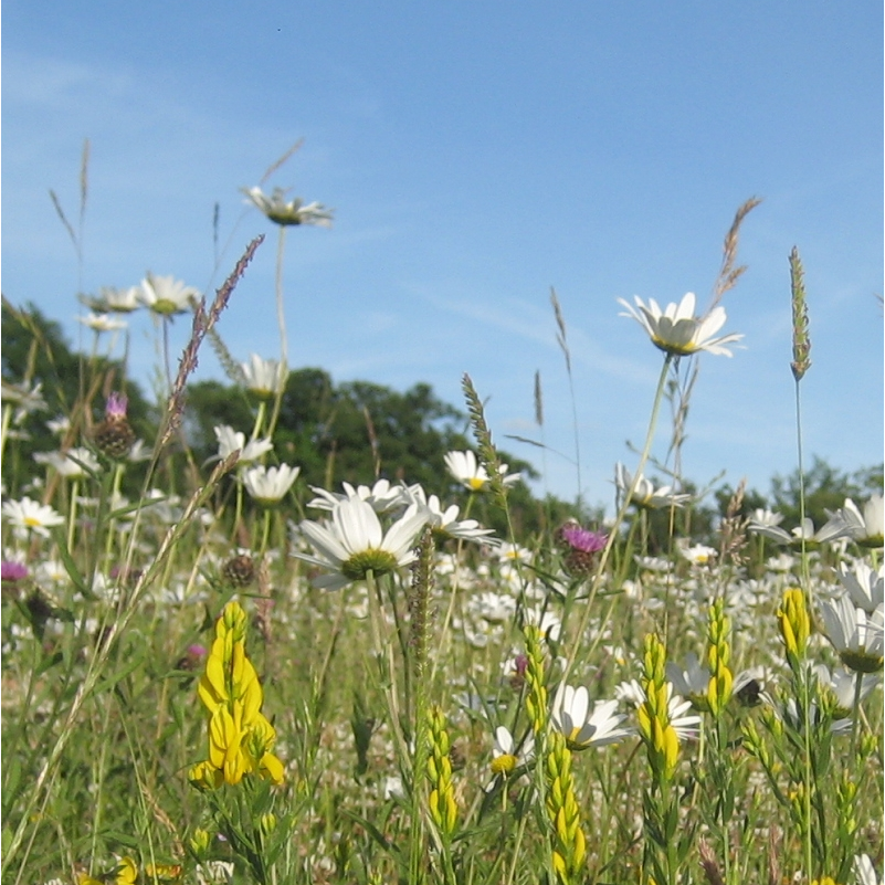 Weald Meadow Seed Mix
