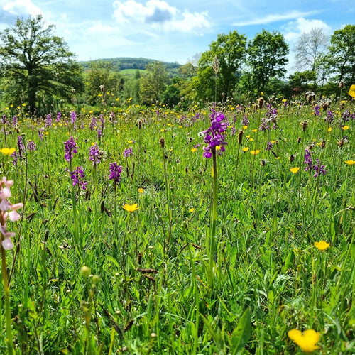 Gloucestershire Neutral Soils Meadow Seed Mix