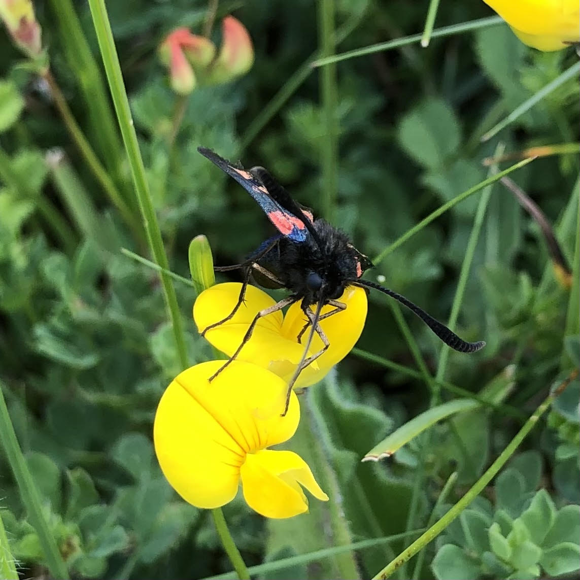 Flowering Lawn Seed Mix