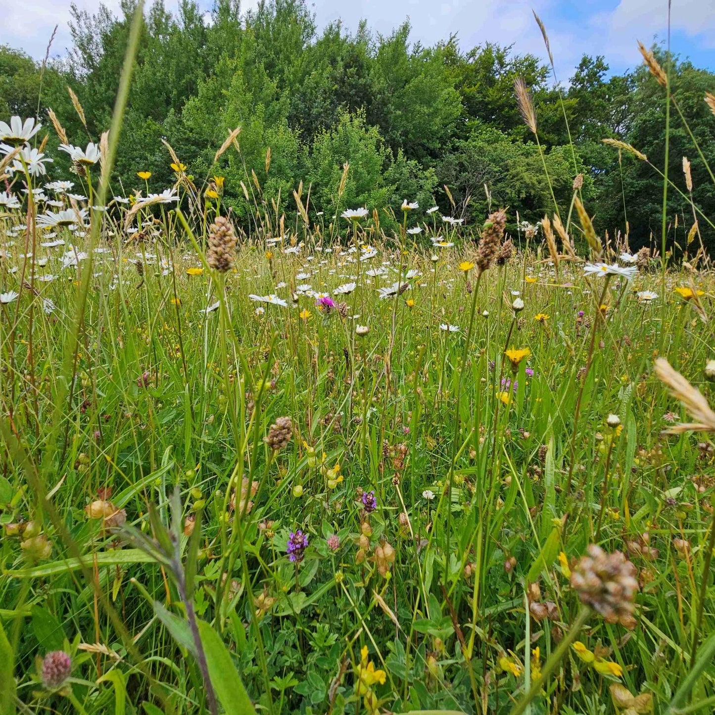 Special General Meadow Seed Mix