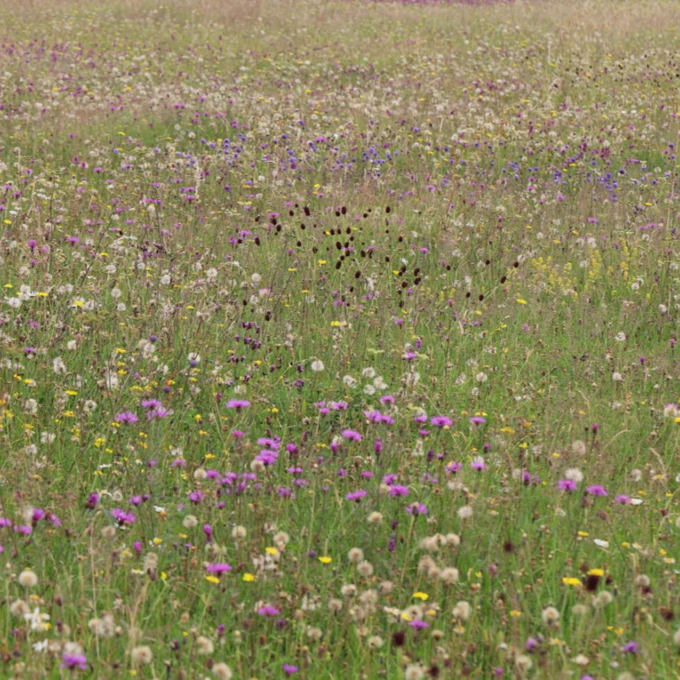 Cotswold Flood Plain Meadow Seed Mix