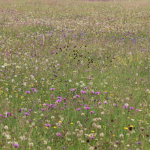 Load image into Gallery viewer, Cotswold Flood Plain Meadow Seed Mix