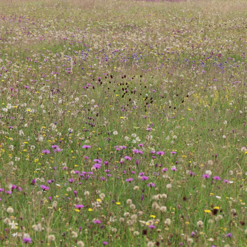 Cotswold Flood Plain Meadow Seed Mix