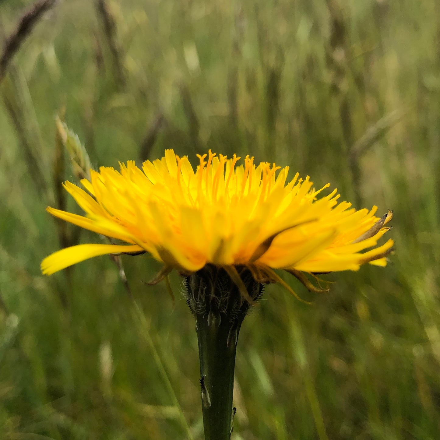 Flowering Lawn Seed Mix