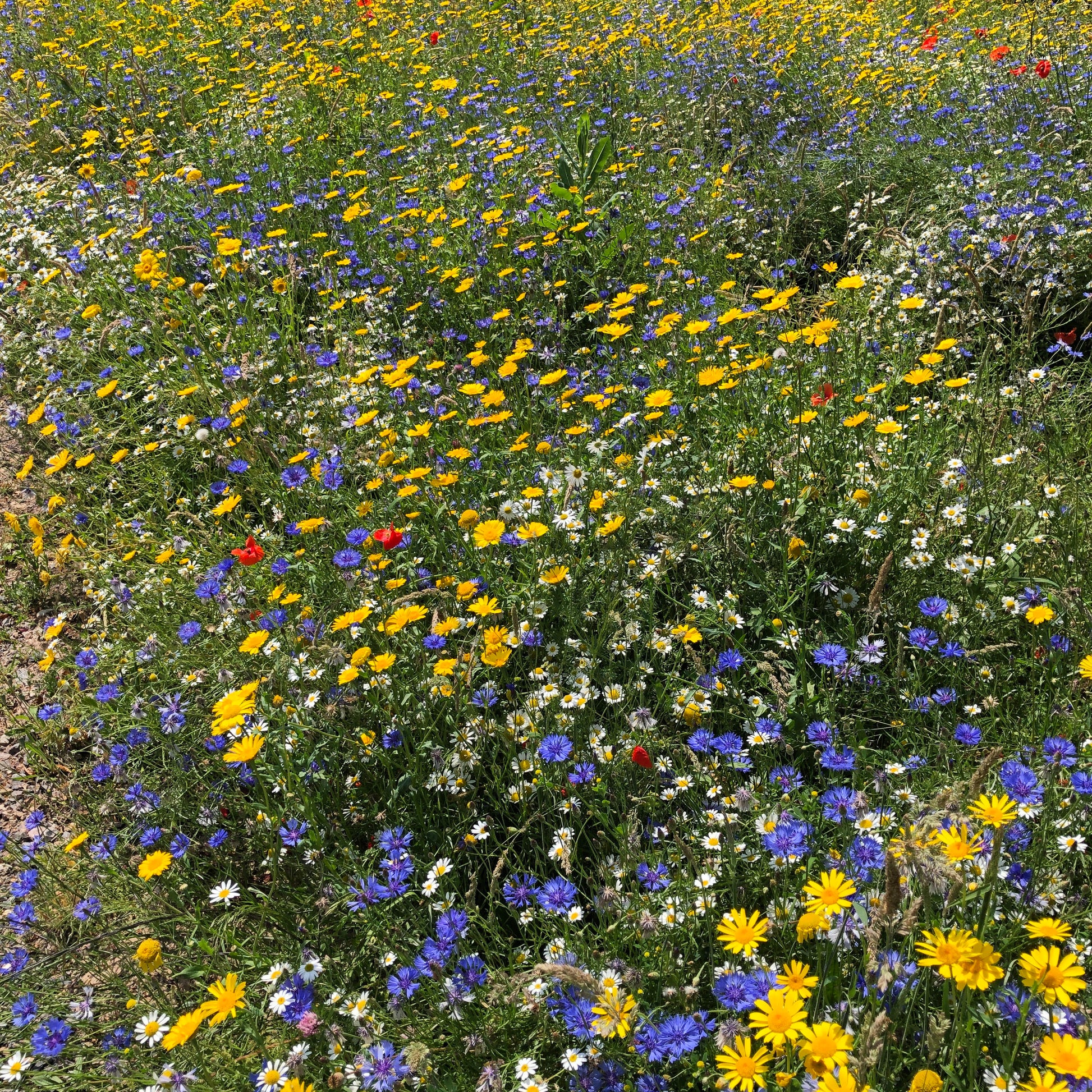 Bank of cornfield annuals in flower