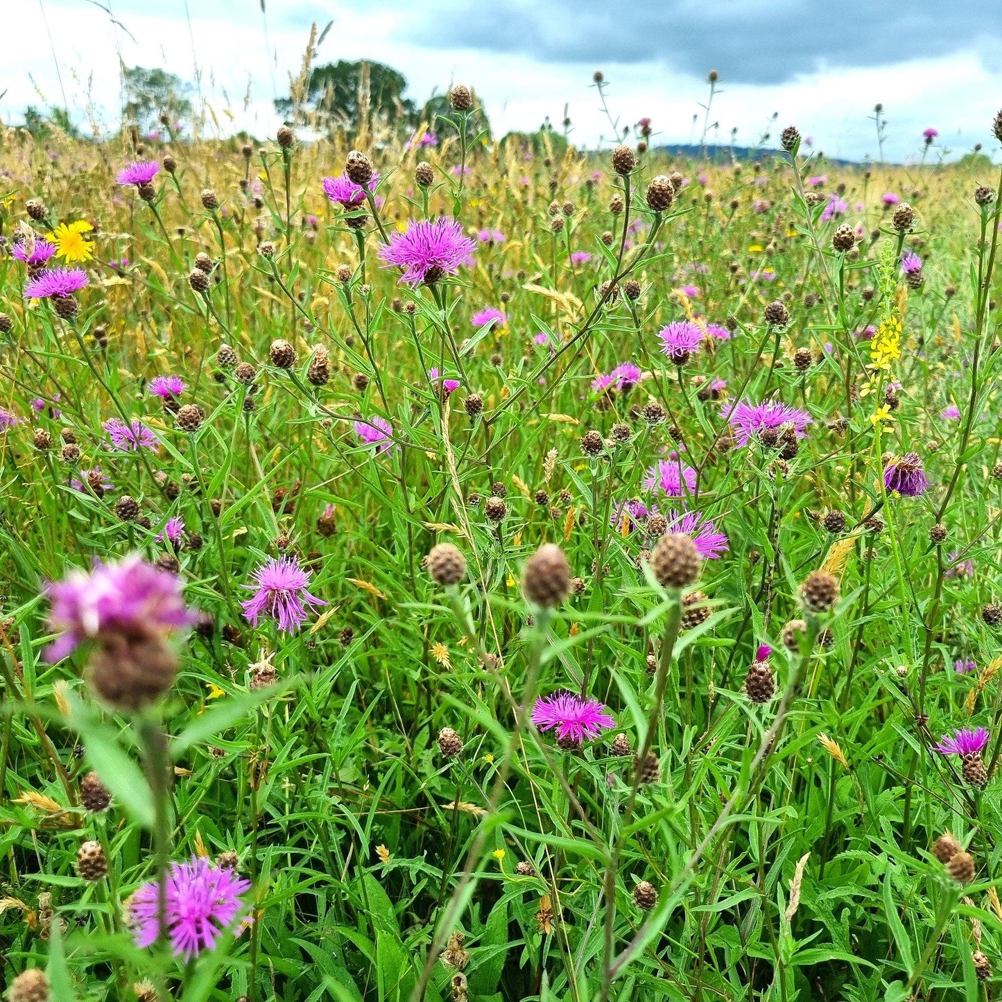 Worcestershire / Gloucestershire Meadow Seed Mix