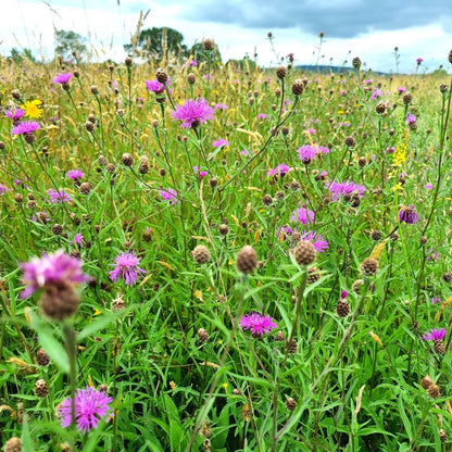Worcestershire / Gloucestershire Meadow Seed Mix
