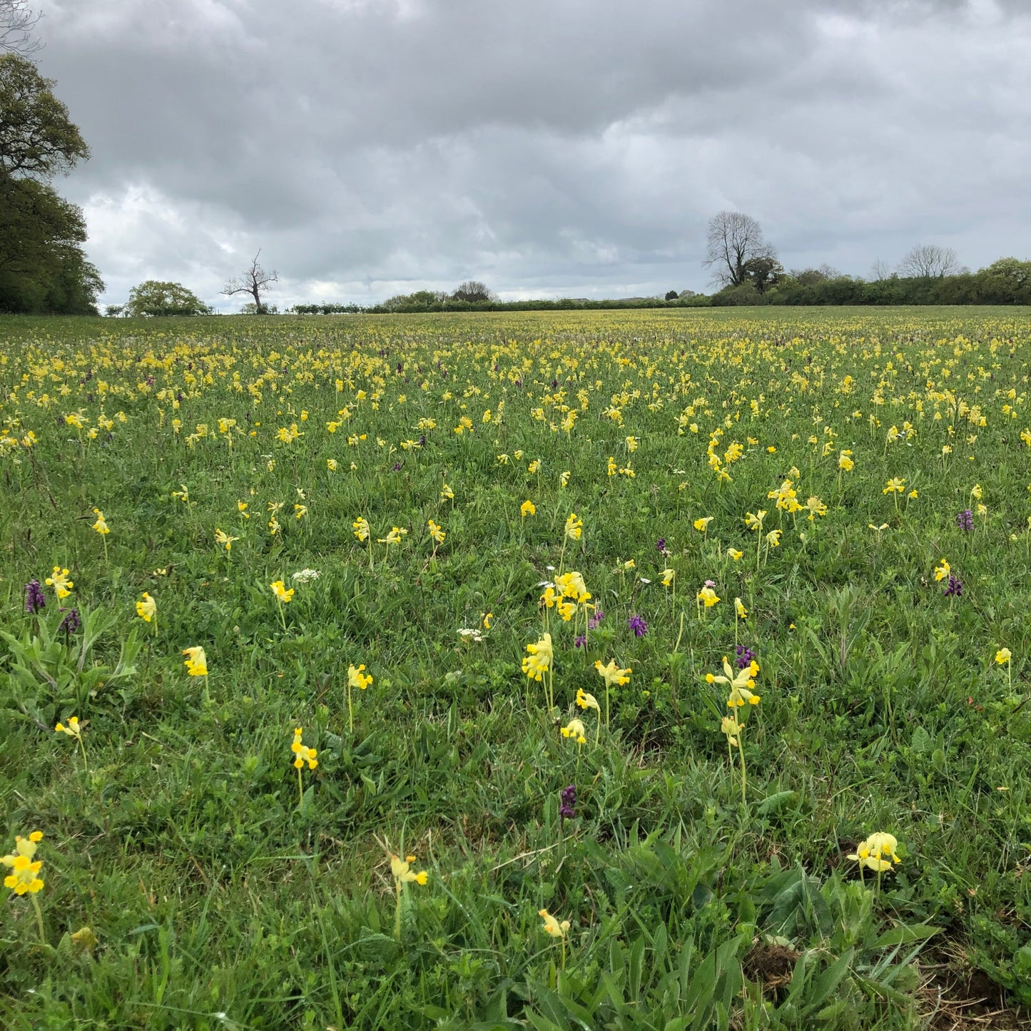 Flowering Lawn Seed Mix