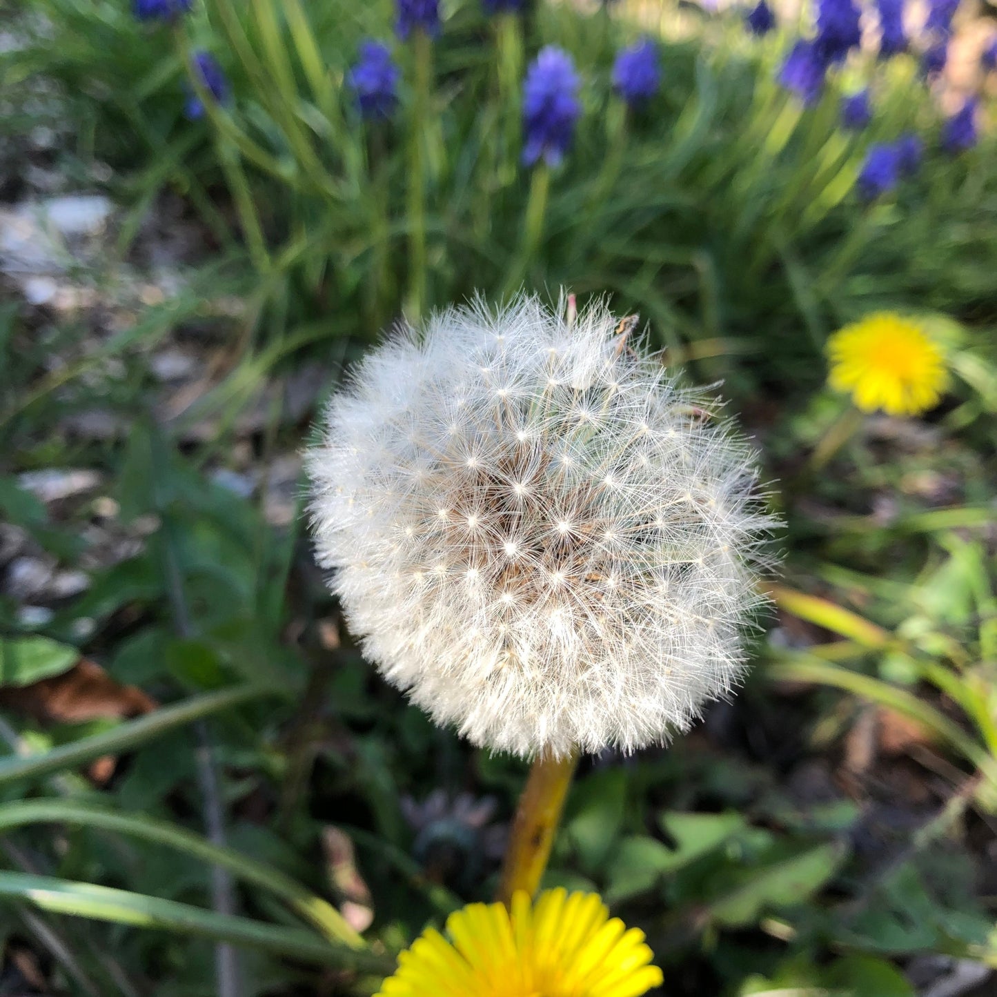 Flowering Lawn Seed Mix